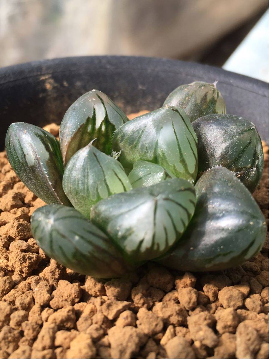 サボテン 多肉植物 ハオルチア パープル水晶オブツーサ 枝変わり サボテン 売買されたオークション情報 Yahooの商品情報をアーカイブ公開 オークファン Aucfan Com