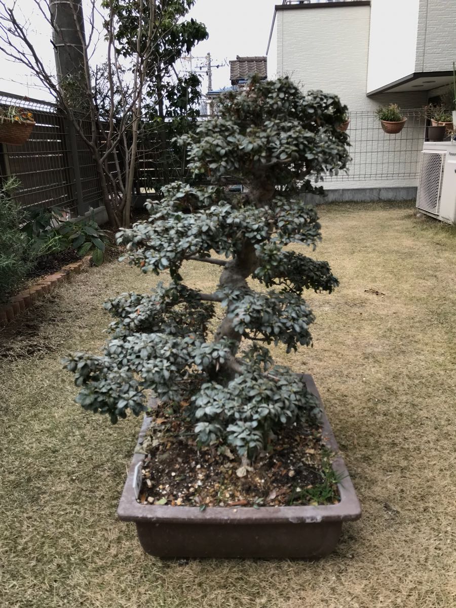 えきねっとショッピング限定 ありがとう 583系 583系 サボ 5枚組 サボ