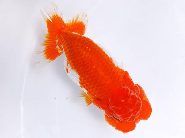 薩摩産 9㎝前後 □□ B 会用 巨匠・鈴木和男氏系統魚・特選種魚・11.5 