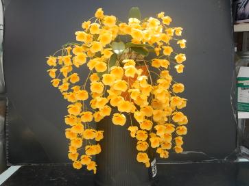 洋蘭 原種 Dendrobium Iindleyi 'Florida Sunshine' HCC/AOS 洋蘭原種