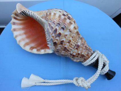 ☆沖縄の法螺貝☆No3☆ほら貝☆ホラガイ☆36.0cm・1050g☆送料