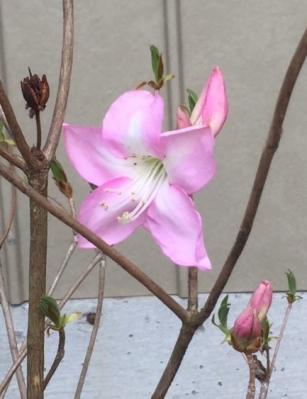 咲きはじめました！クロフネツツジ かわいいピンク花 ツツジの女王