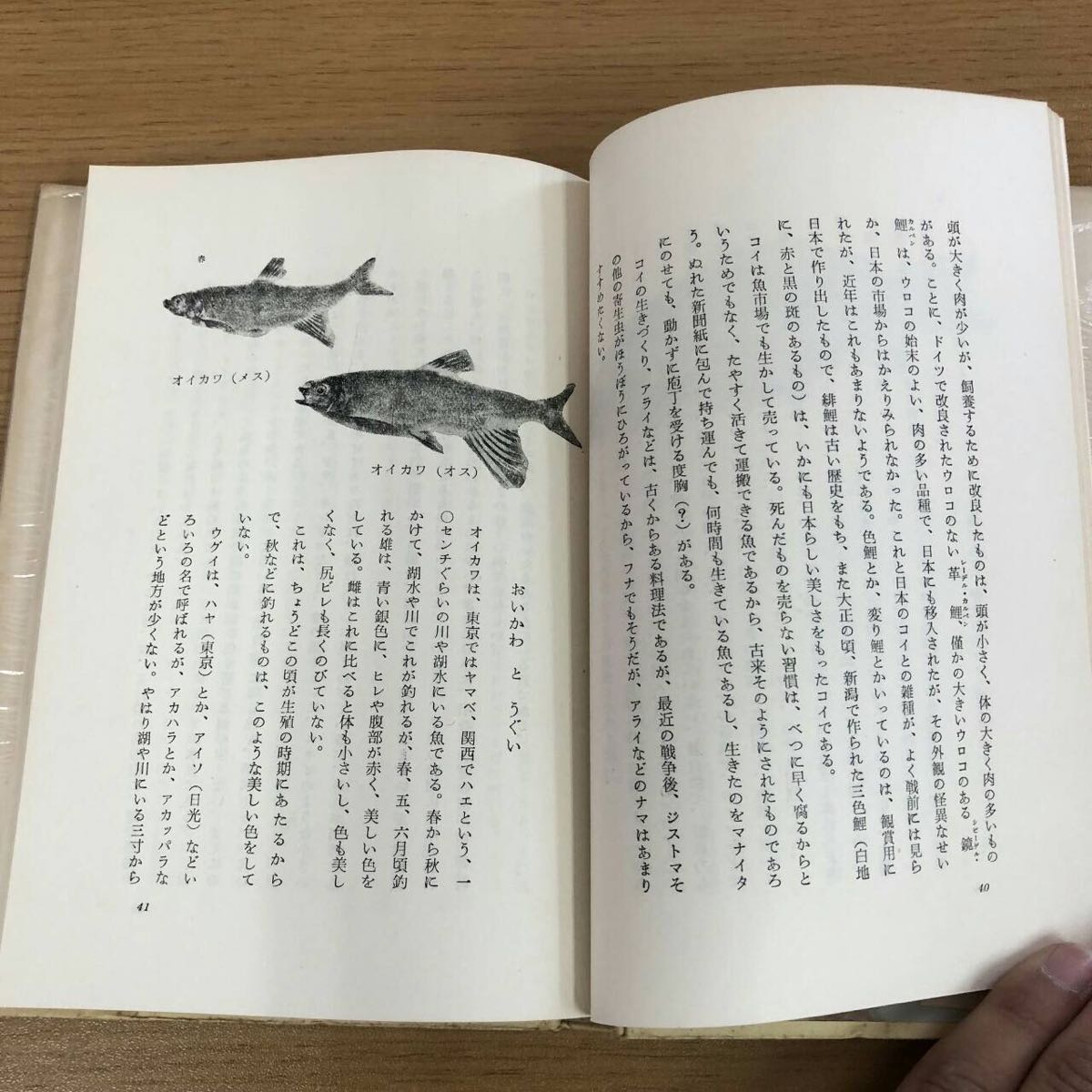 魚 魚拓に見る魚の四季 講談社 初版 古本 古書 著者 檜山義夫 清水遊谷