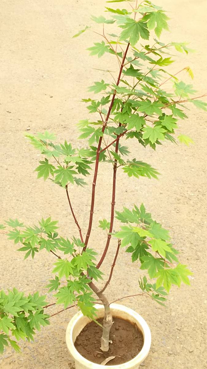 大苗　ユーカリポポラス　モカ色テラコッタ鉢植え　苗　苗木　シンボルツリー 大きな ユーカリポポラス テラコッタ鉢植え 苗 苗木 シンボルツリー