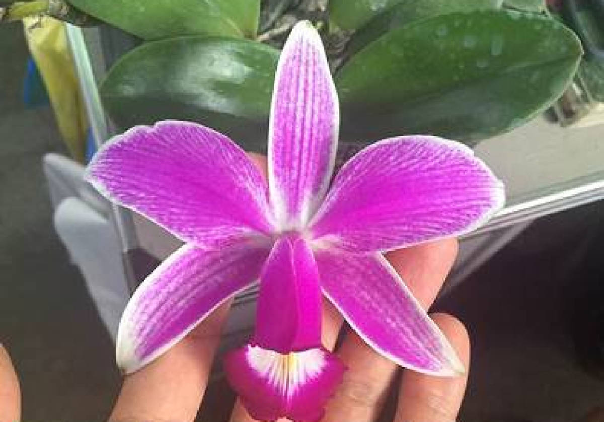豪華3点セット　洋蘭原種　パルダリウム Rest.jp】C. violacea f.flamea 特選個体 1リード合計7バルブ株【洋蘭