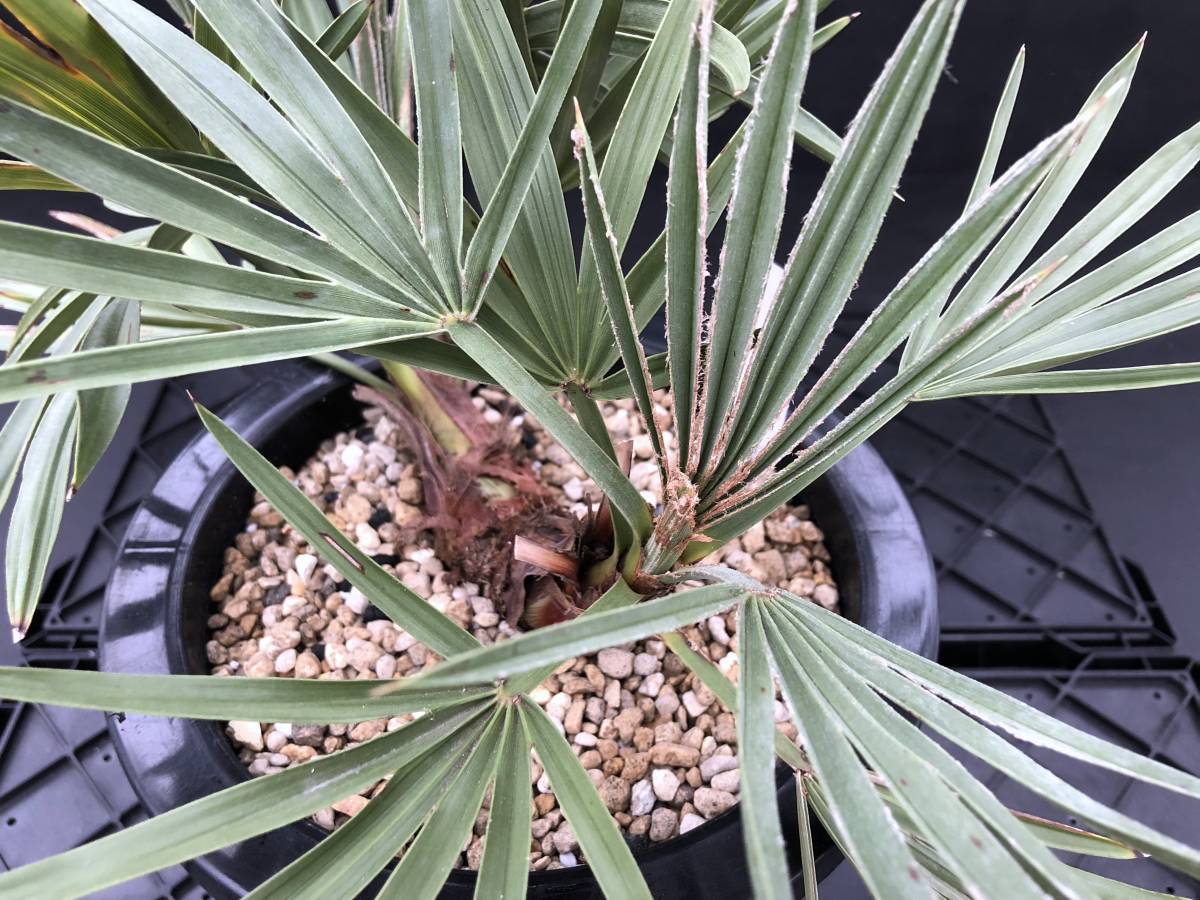 トリスリナックス ☆ トリスリナックス カンペストリス Trithrinax campestris ☆ 現品