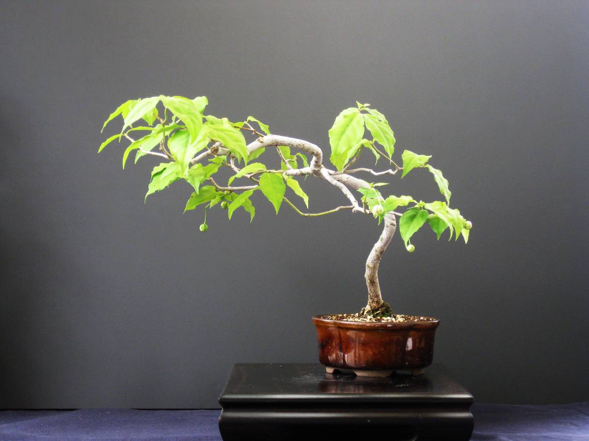 吊花 樹高21㎝ 紅花エゴ（小品盆栽）