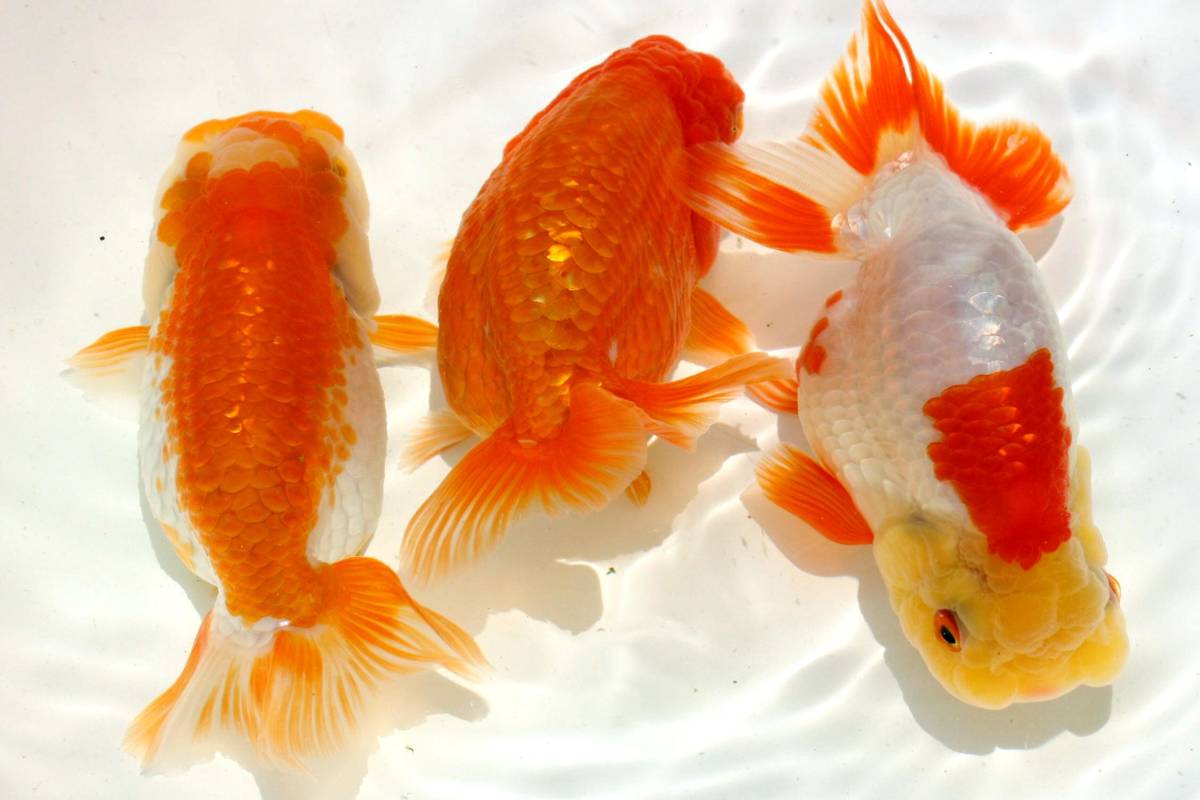 公式通販 らんちゅう 当歳魚 3匹セット 宇野系らんちゅう らんちう市場 