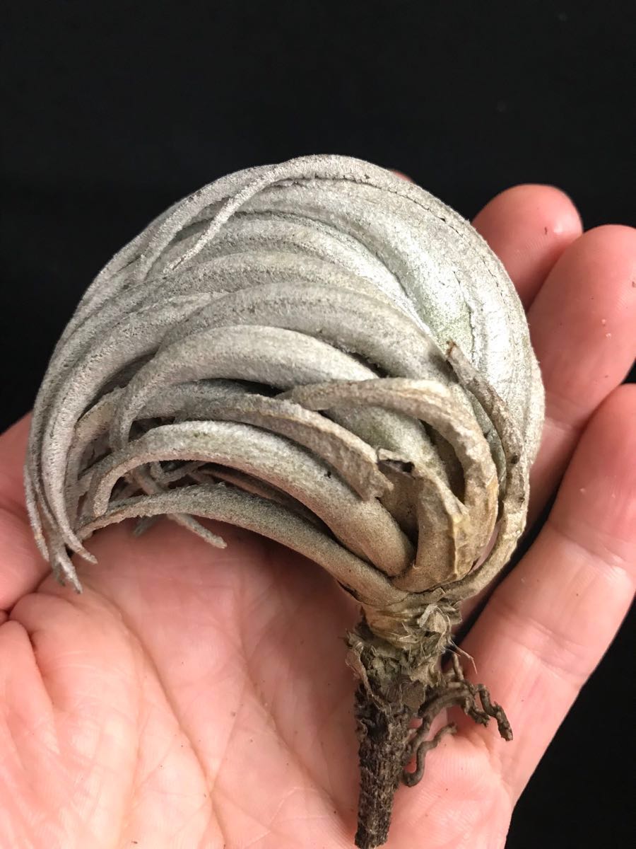 Tillandsia チランジア Tillandsia carminea カルミネア 原種 Tillandsia チランジア Tillandsia carminea カルミネア 原種