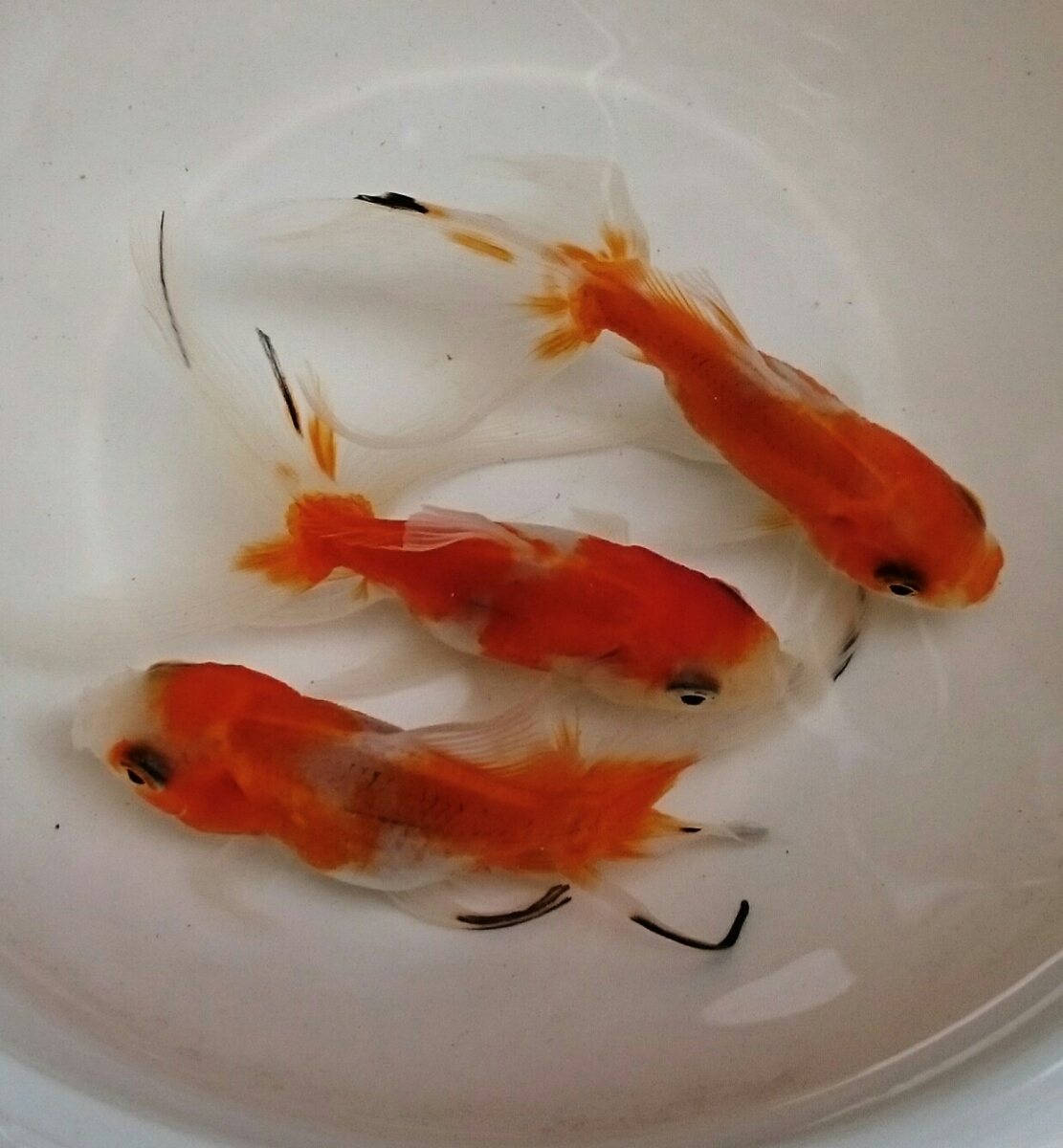 桜系鈴木東錦 ３匹