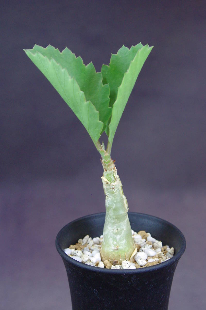 1円～ キフォステンマ バイネシー Cyphostemma bainesii 実生(サボテン