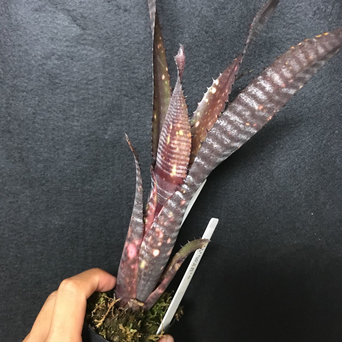 Billbergia 
