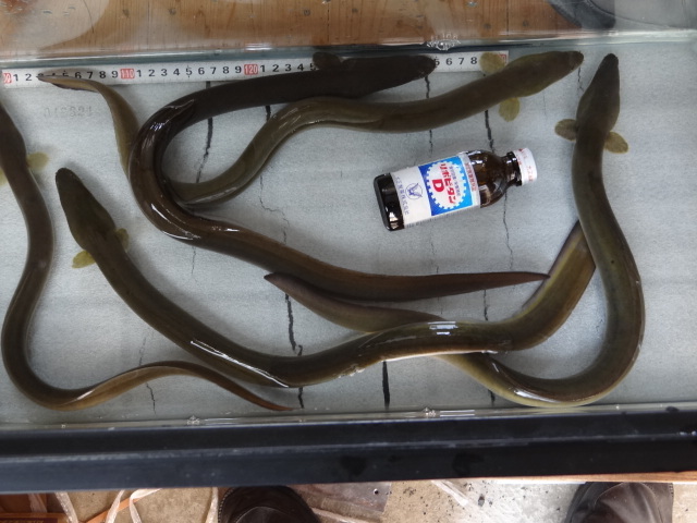 天然ウナギ　ちょうど食べごろサイズ　5匹　大井川水系湧き水の多い川でとれました。