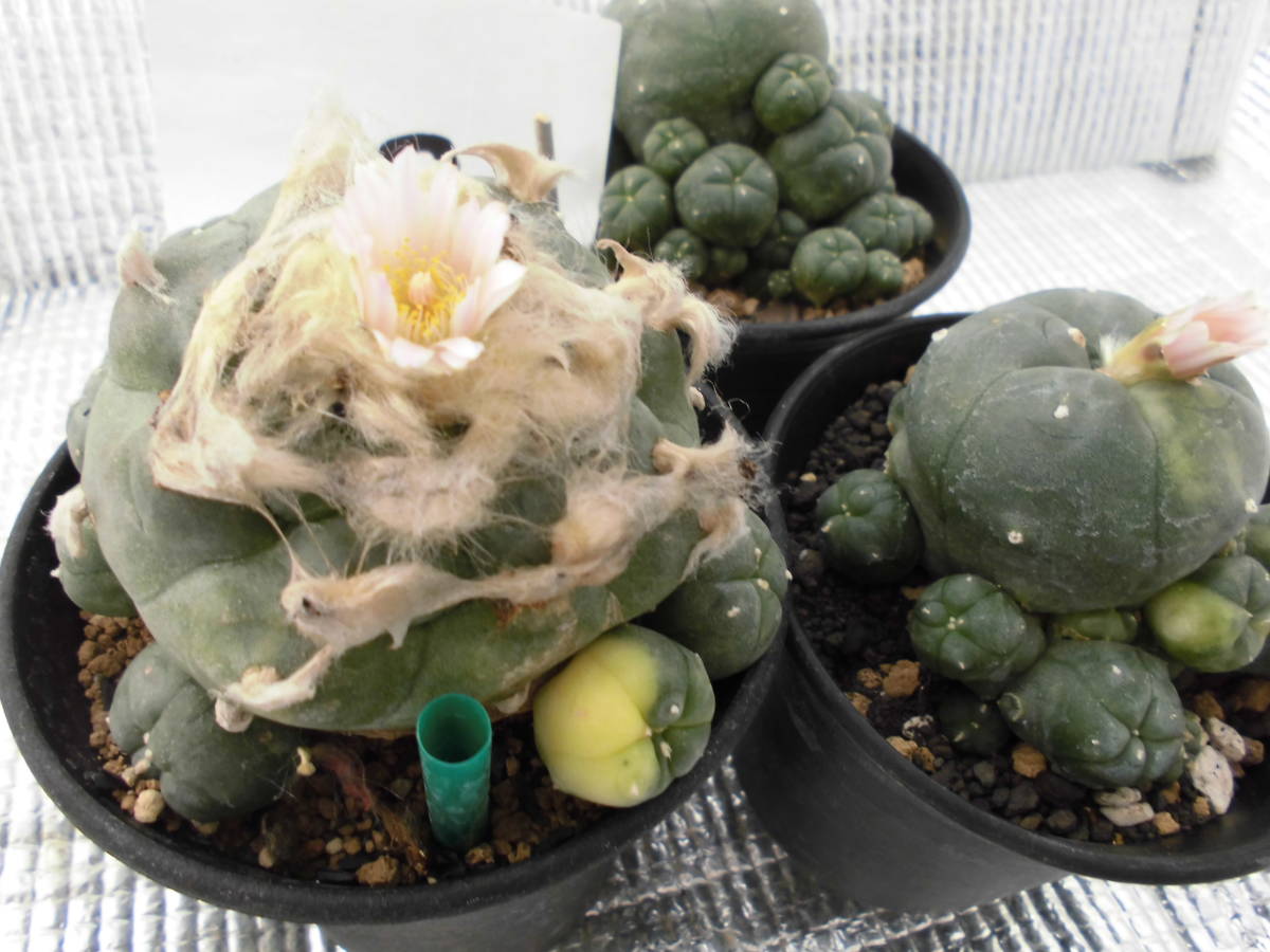 ≧∇≦）多肉植物 サボテン 仔吹烏羽玉錦 カキ仔
