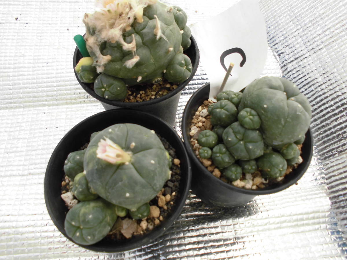 ≧∇≦）多肉植物 サボテン 仔吹烏羽玉錦 カキ仔