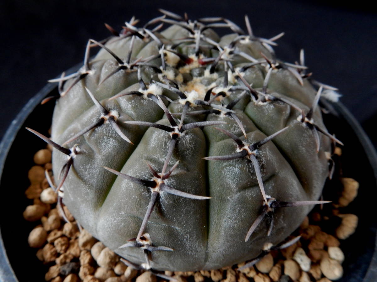 16 サボテン 多肉植物 スーパー兜 ヒトデ型スーパー兜 実生