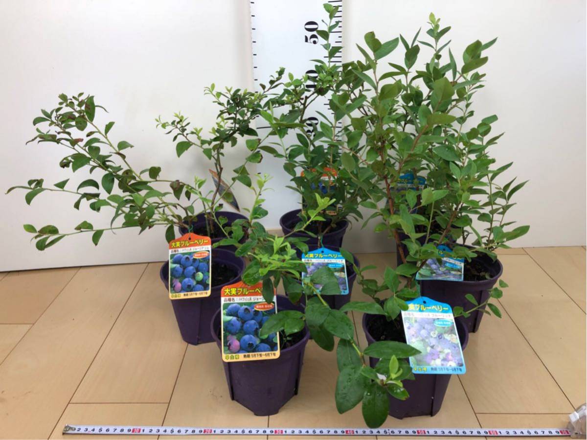 ブルーベリー : 苗 『 』 ラビットアイ系 2品種植え 8号 セット 苗木部 