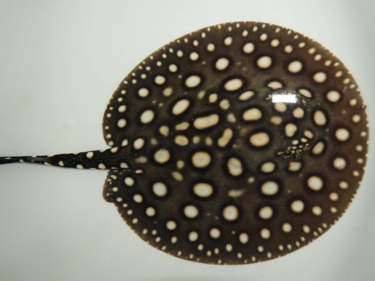 ♀ダイヤモンドポルカ♀ 淡水エイ ダイヤ ポルカ | INTER-ANTIQUARIAAT.NL