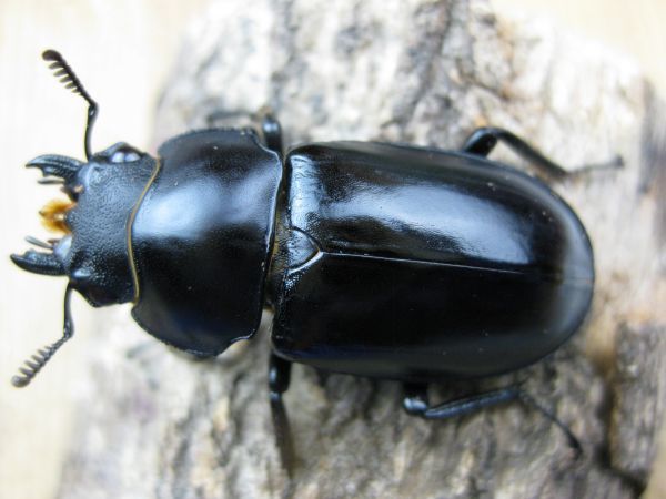 フォルスター キヨタミ 即ブリ♀単品 （フタマタクワガタ 新成虫