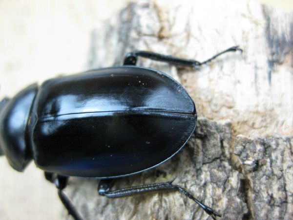 フォルスター キヨタミ 即ブリ♀単品 （フタマタクワガタ 新成虫