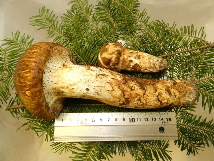 秋の味覚の王様松茸⁄マツタケ⁄まつたけ⁄純国産⁄つぼみ⁄220g特上 秋の