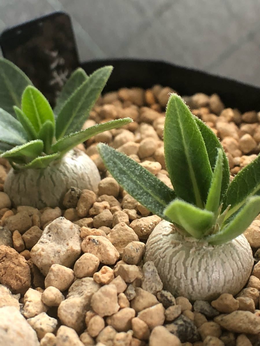 観葉植物 EMP パキポディウム えびす笑い 実生 / 選抜 Pa253