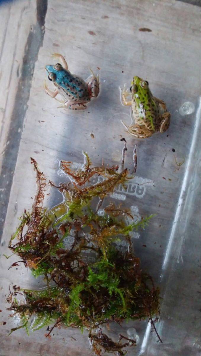 【激レア】トノサマガエル 1匹 ブルー 水色 青 カエル 蛙 かえる とのさまがえる ブルー 水色 青 青いトノサマガエル、約20匹見つかる とのさまがえる 10万匹に1匹!幸せを呼ぶ「青いカエル」を限定展示中、上越市