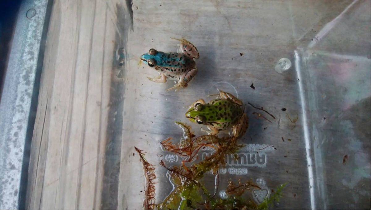 【激レア】トノサマガエル 1匹 ブルー 水色 青 カエル 蛙 かえる とのさまがえる ブルー 水色 青 青いトノサマガエル、約20匹見つかる とのさまがえる 10万匹に1匹!幸せを呼ぶ「青いカエル」を限定展示中、上越市