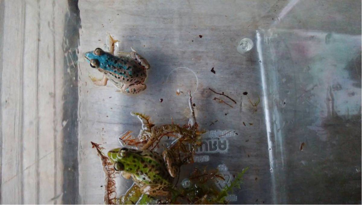 【激レア】トノサマガエル 1匹 ブルー 水色 青 カエル 蛙 かえる とのさまがえる ブルー 水色 青 青いトノサマガエル、約20匹見つかる とのさまがえる 10万匹に1匹!幸せを呼ぶ「青いカエル」を限定展示中、上越市