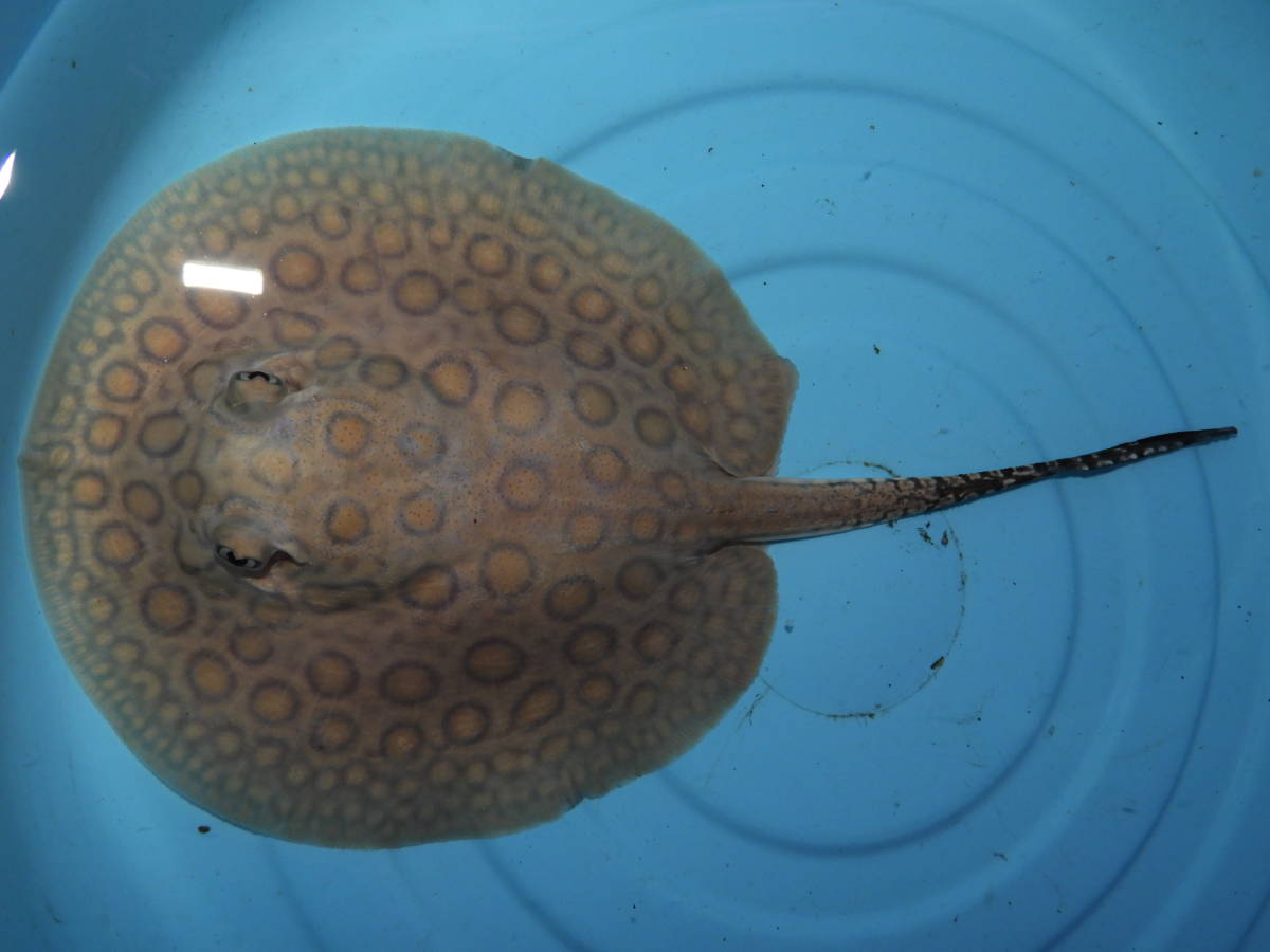 ♀コロンビアモトロ♀ 淡水エイ コロンビア モトロ EX淡水エイ 