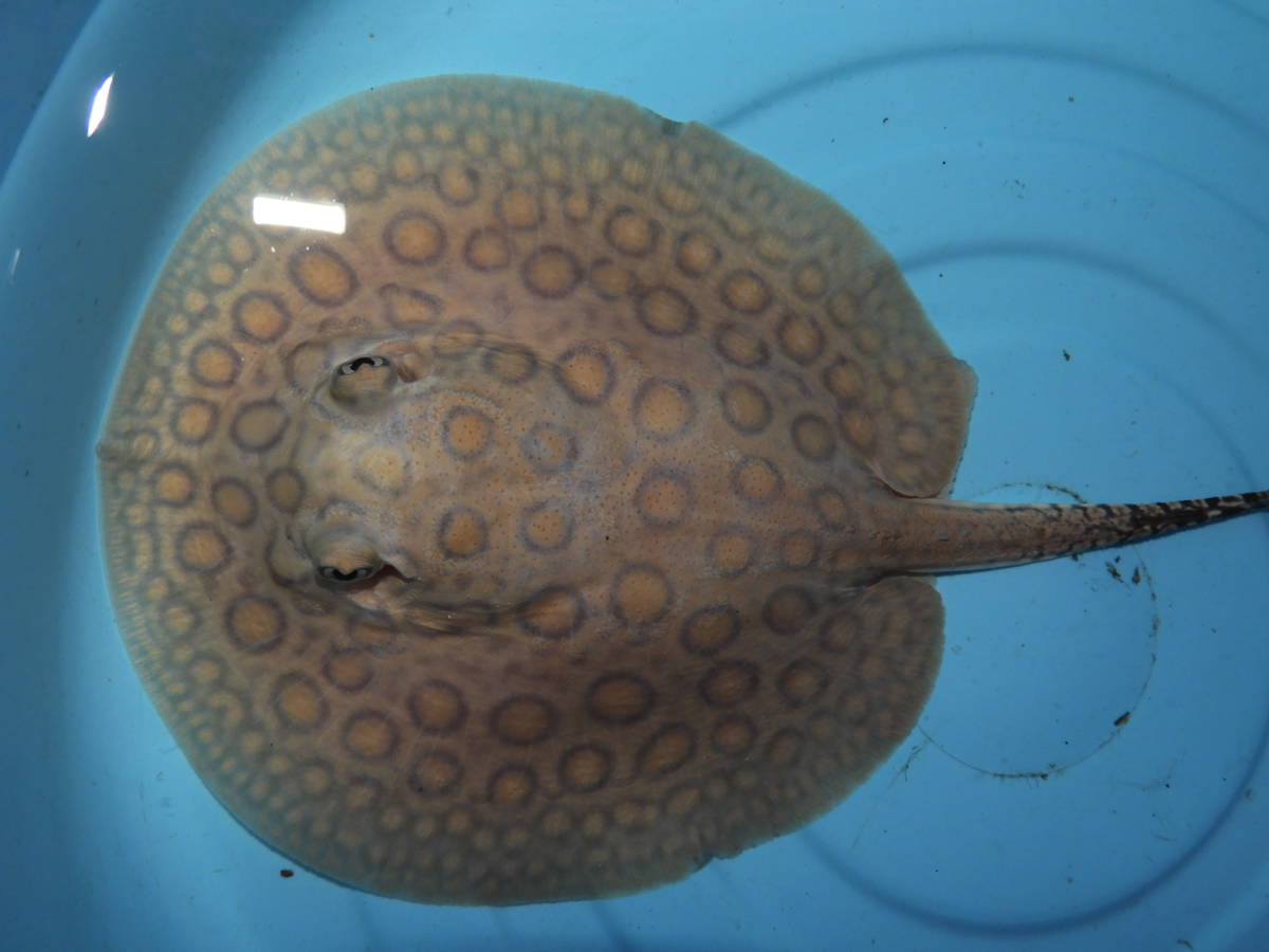 ♀コロンビアモトロ♀ 淡水エイ コロンビア モトロ EX淡水エイ 