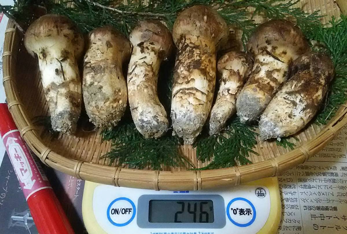 中国産 松茸」の人気商品一覧 | 安い商品を通販サイトから探す - 価格