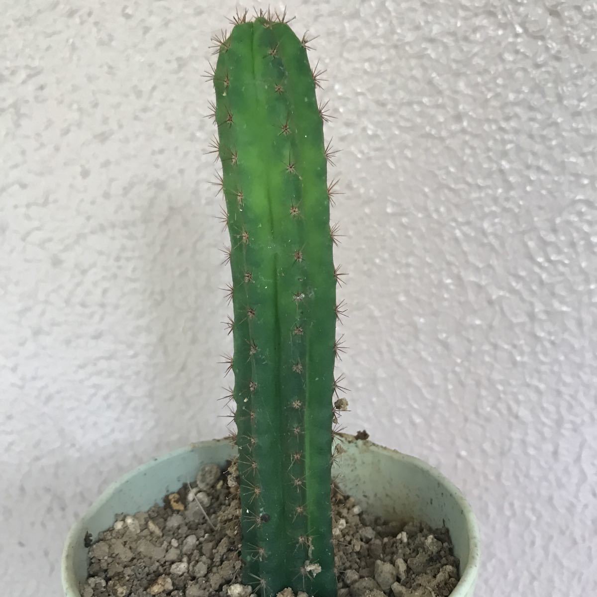 希少 サンペドロ パチャノイ(Trichocereus pachanoi )の輸入株からの脇
