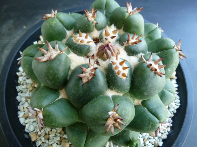 コリファンタ 6 サボテン， コリファンタ 短刺象牙丸 下し自根 「短刺