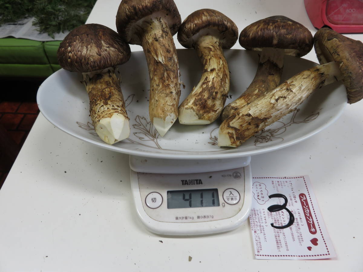 本日採れた長野県上伊那産松茸・400g・贈答品・5本 香りの良い