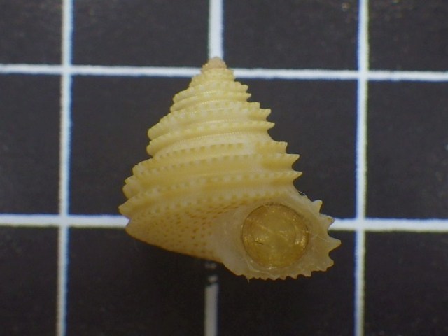 貝標本　サオトメエビス