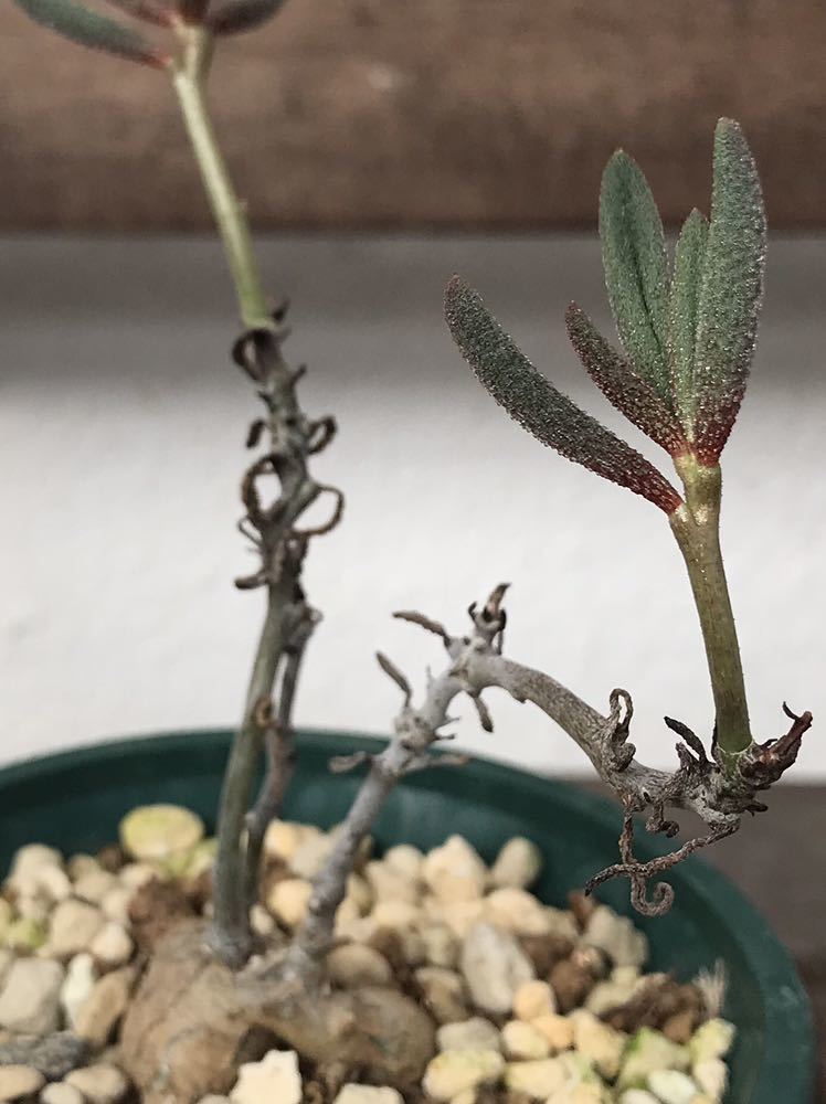 チレコドン ステノカウリス tylecodon stenocaulis 多肉植物