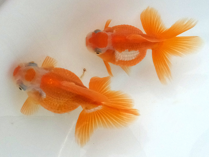 【遠州金魚】　　浜錦　　当歳　　約10ｍ　　２匹セット　