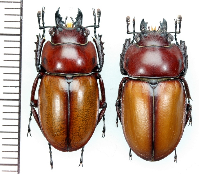 チャイロマルバネクワガタ 西表島 昆虫標本 昆虫標本：チャイロマルバネクワガタ ペア 西表島1