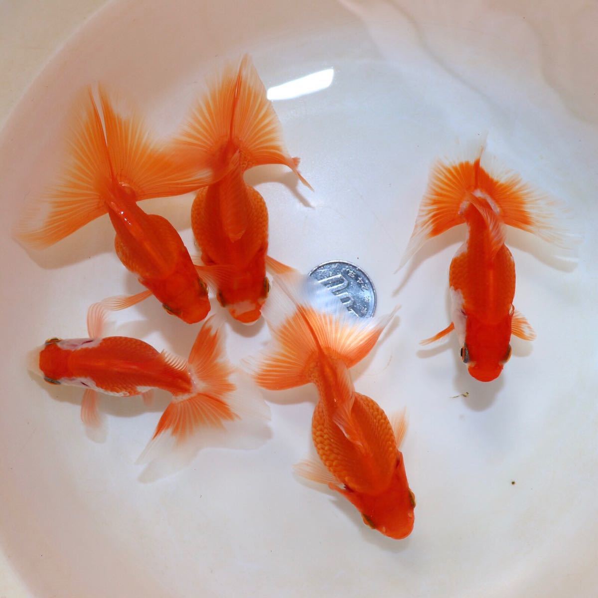 土佐錦魚・土佐錦（土佐金） 明け三歳オス3匹メス1匹 1/4] Low-Fat 