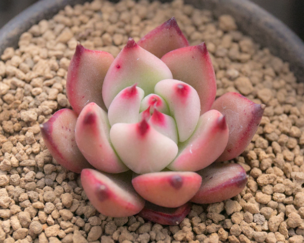 ＊ ハニーピンク ＊　エケベリア　多肉植物