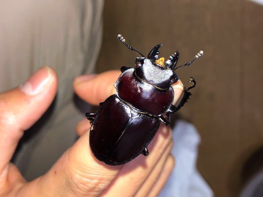 ヤエヤママルバネ ペア WF3 屋良部岳産 | 新成虫ペアヤエヤマ 