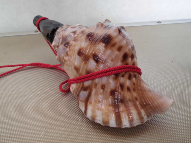 法螺貝　ほら笛 法螺貝 国産 ほら貝笛 21.8cm 手のひらサイズ 密教・魔除け 【公式通販】