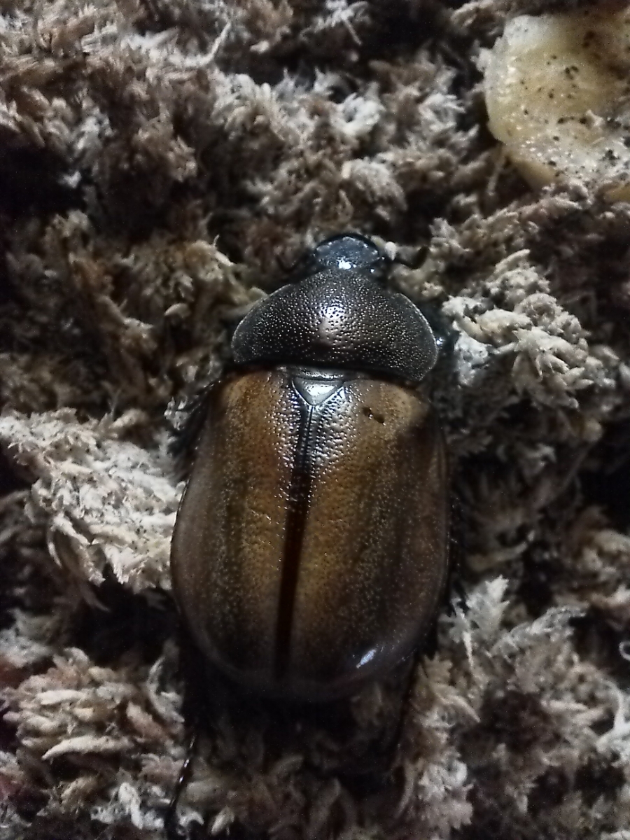 マルガリータヒナカブト初2齡幼虫8頭セットその7
