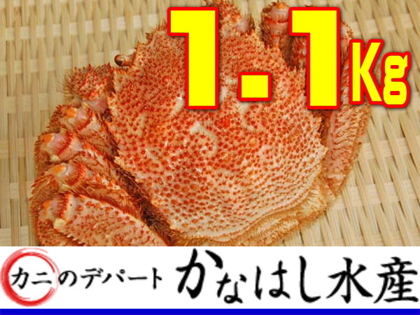 1円カニデパ超特大1.1kgボイル堅毛ガニ正体訳折無☆極上