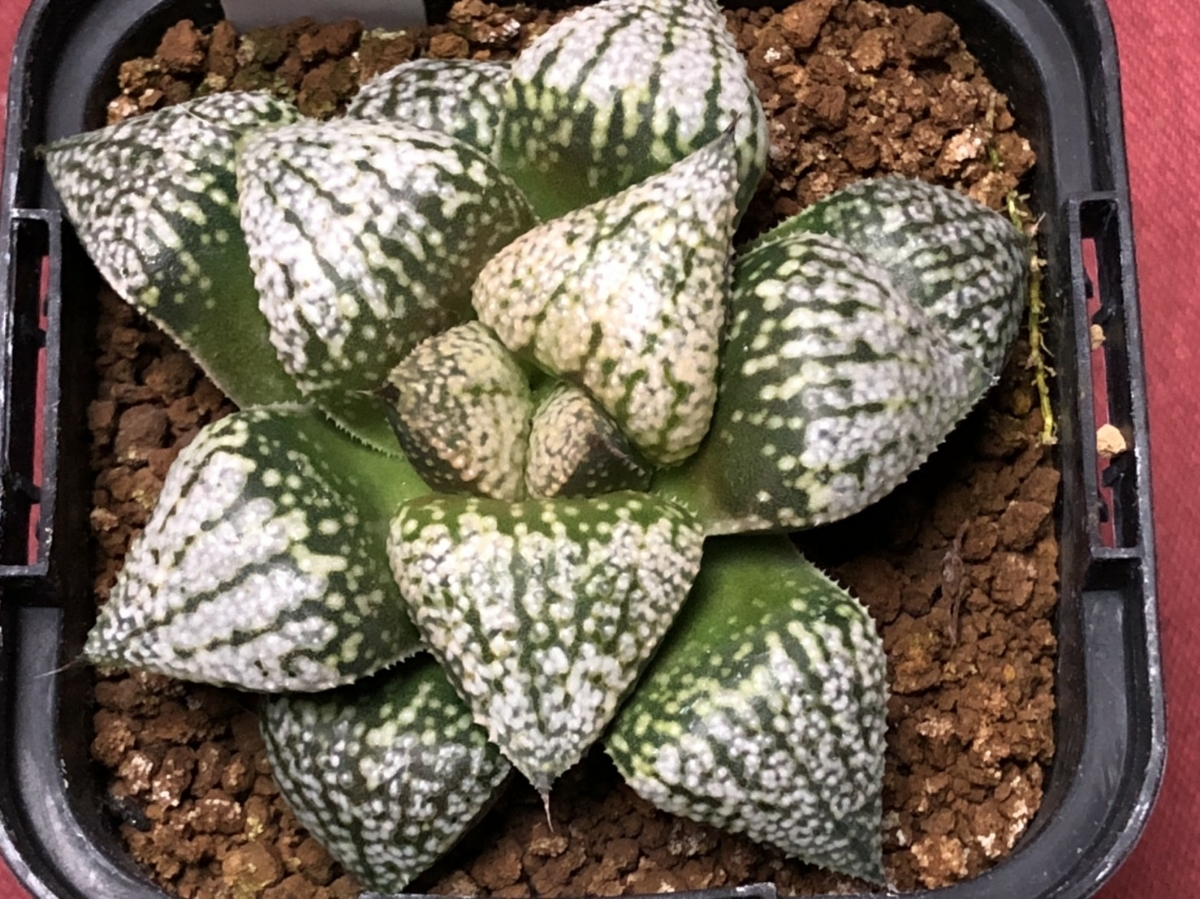 大人気，定番 多肉植物ハオルチア Ｏ氏実生ピクタ①(サボテン)｜売買されたオークション情報、yahooの商品情報をアーカイブ公開 - オークファン サボテン