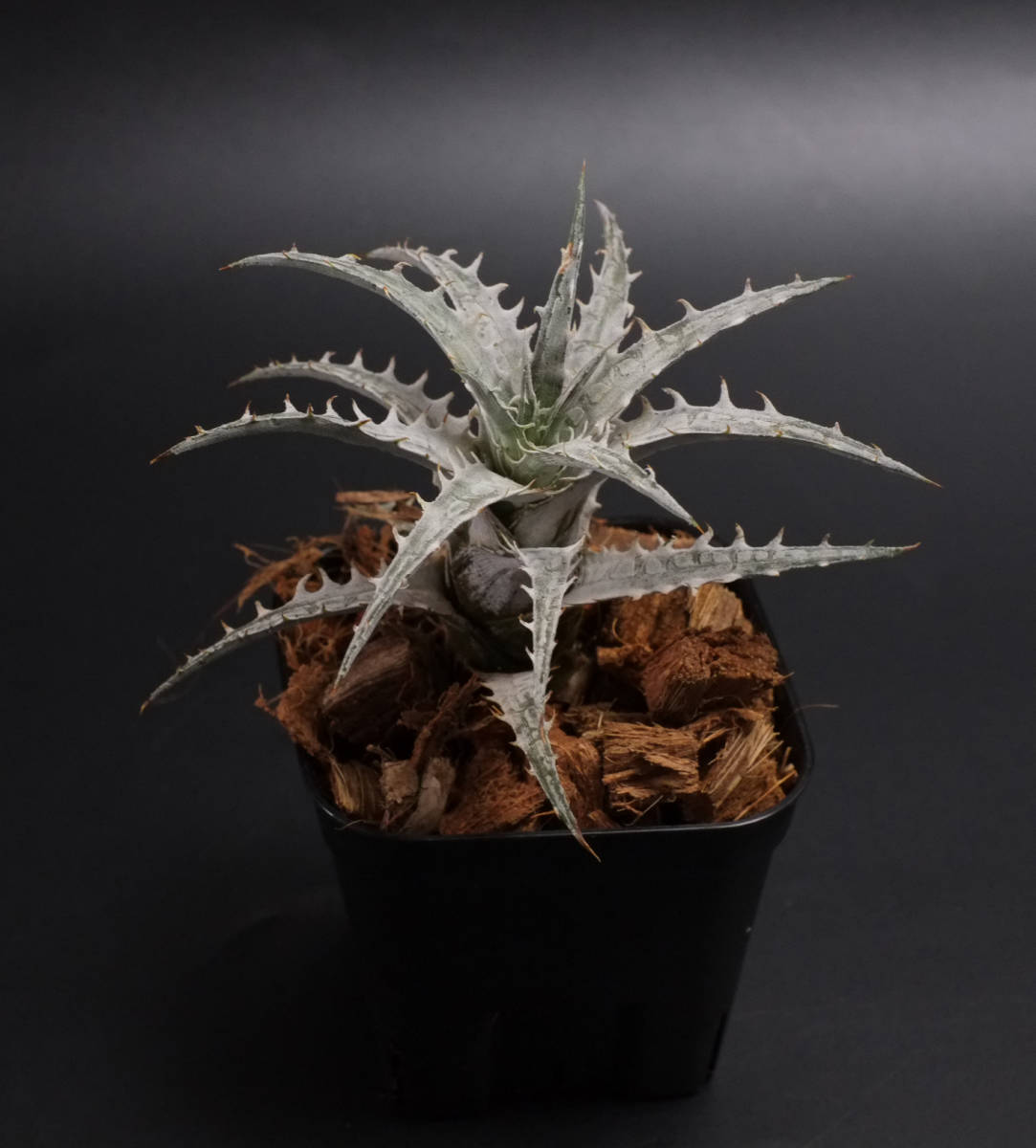 新春SALE!!!ディッキア☆Dyckia species goehringii new form 新春SALE