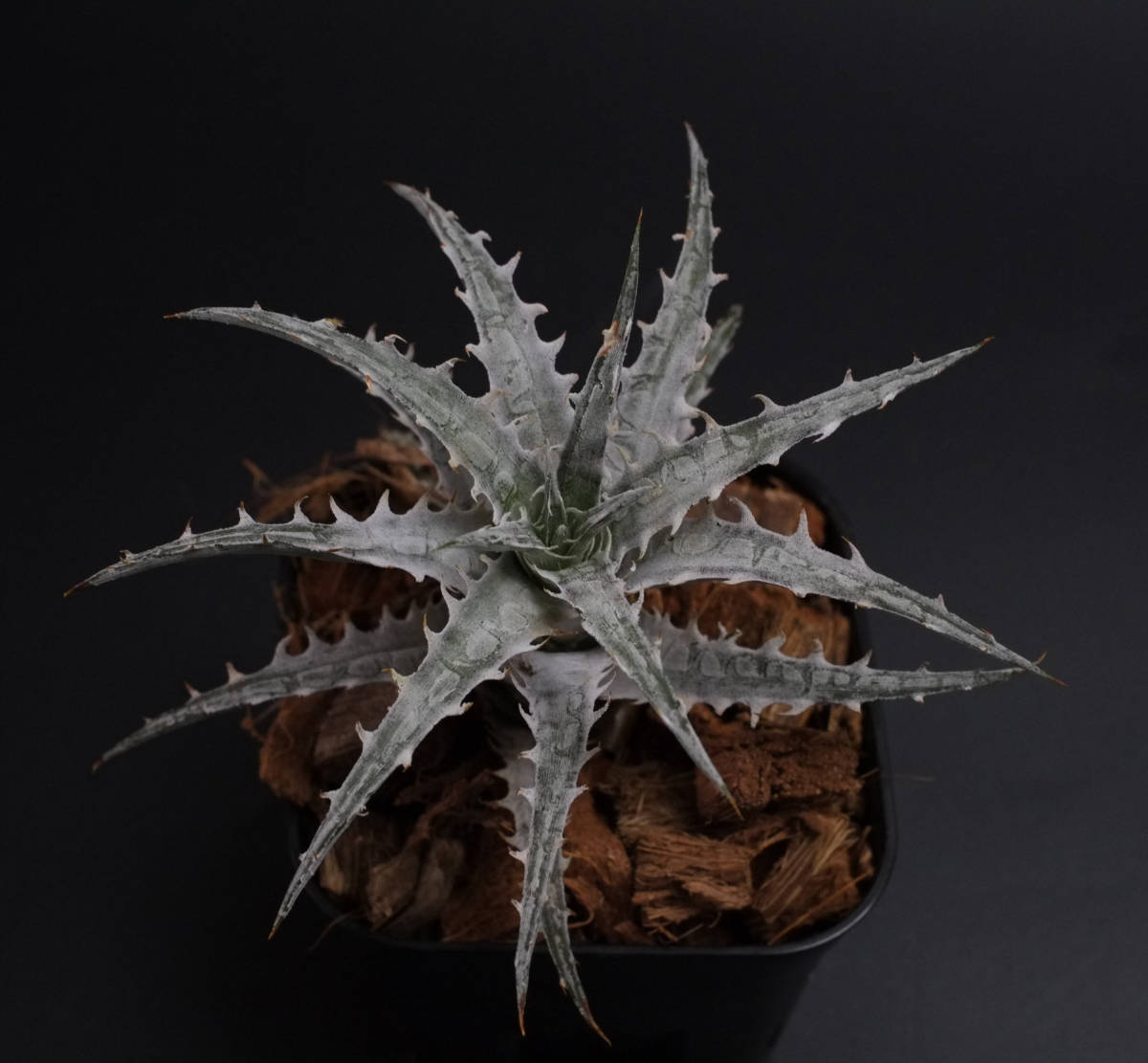 新春SALE!!!ディッキア☆Dyckia species goehringii new form 新春SALE
