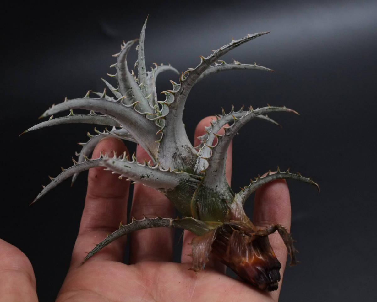 新春SALE!!!ディッキア☆Dyckia species goehringii new form 新春SALE