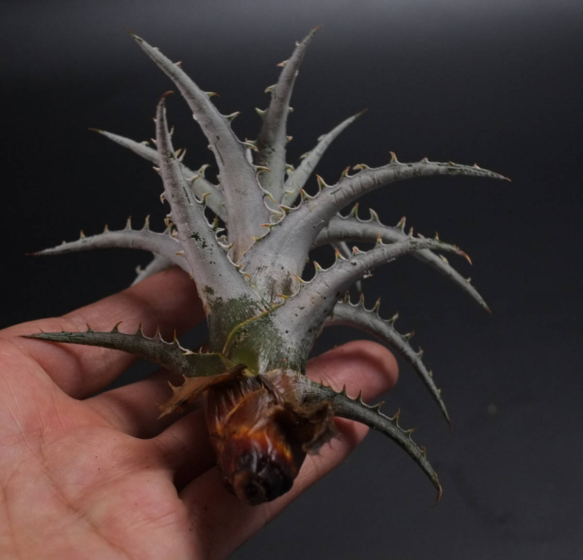 新春SALE!!!ディッキア☆Dyckia species goehringii new form 新春SALE